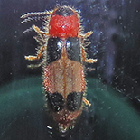 Tenereus variabilis